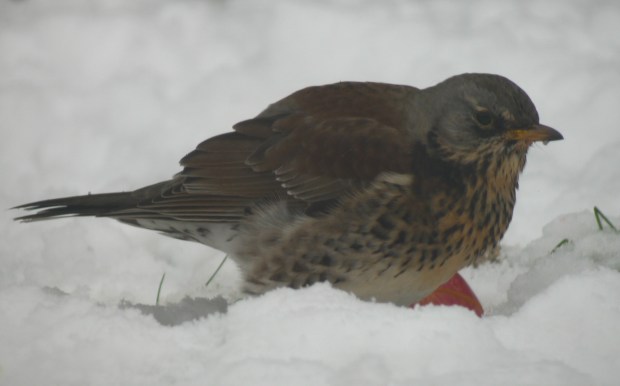 Nice to see a Fieldfare in the garden today.