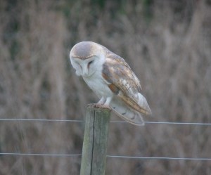 barnowl2
