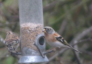 brambling titchwell