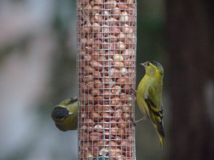 Siskins