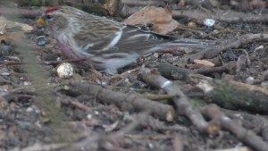 Mealy Redpoll