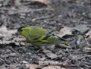 Male Siskin