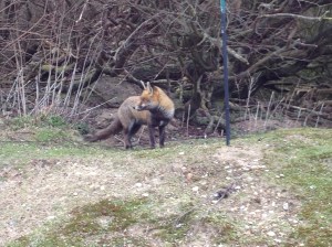 Fox at Dungeness