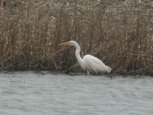 Great White Egret
