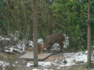 Muntjac
