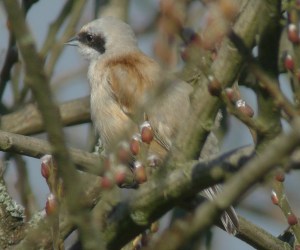Penduline Tit