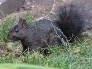 black sqirrel
