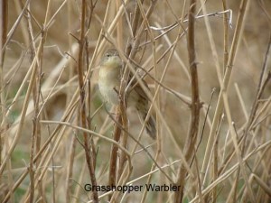 grasshopper warbler