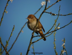 nightingale