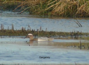 garganey