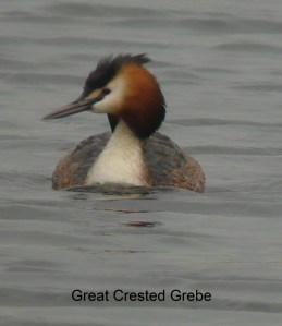 great crested grebe