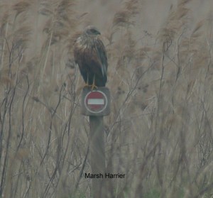 marsh harrier