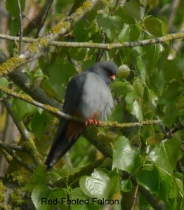 red-footed falcon