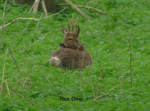 Roe Deer
