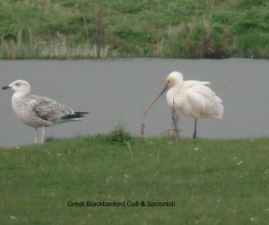 spoonbill