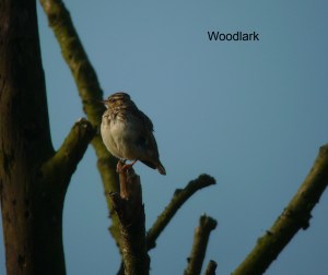 woodlark