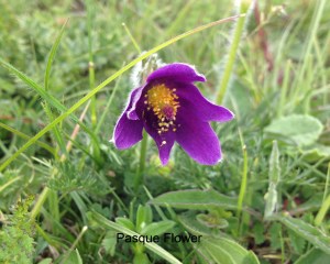 pasque flower