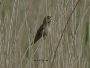 savi'swarbler