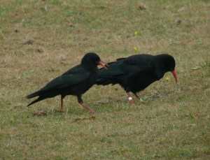 chough2