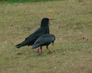 chough3