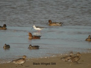 black winged stilt