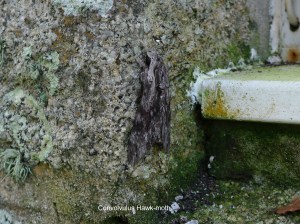 convolvulus hawk-moth