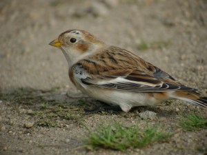 snow bunt