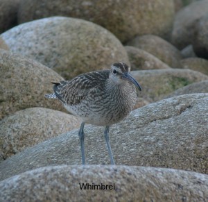 whimbrel