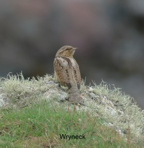 wryneck