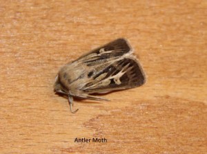 antler moth