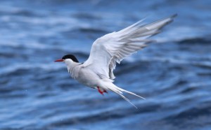 arctictern