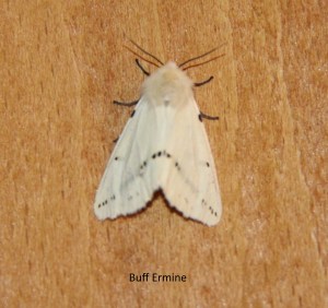 buff ermine