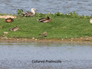 collaredpratincole26072014