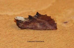 coxcomb prominent