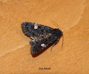 dot moth