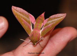 elephanthawkmoth