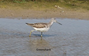 greenshank26072014