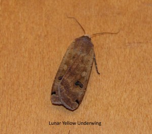 lunar yellow underwing