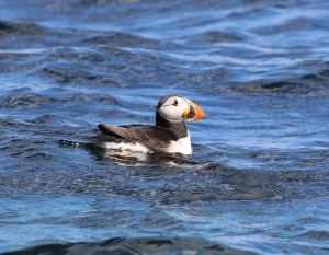 puffin