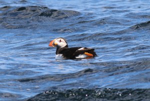 puffin2