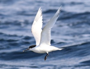 SANDWICHTERN
