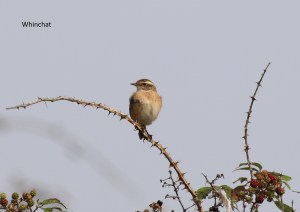 whinchat