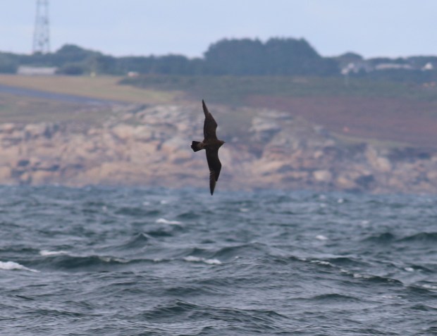 arcticskua