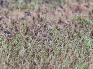 Blyth's pipit 2