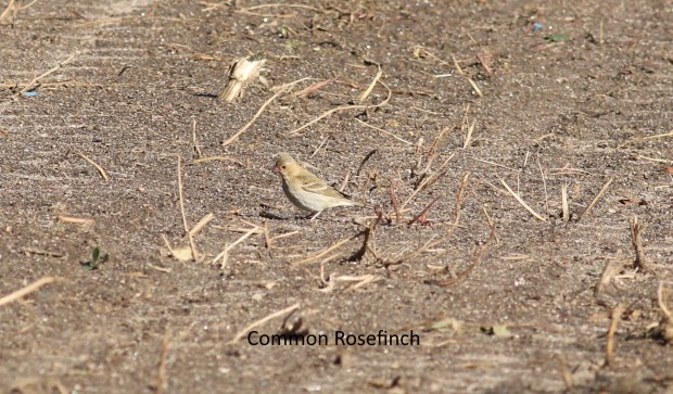 commonrosefinch