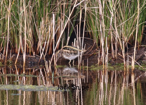 JACK SNIPE