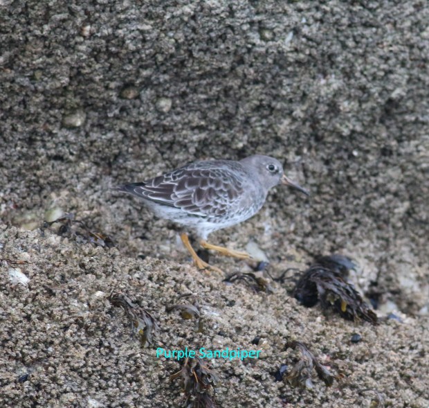 purple sandpiper