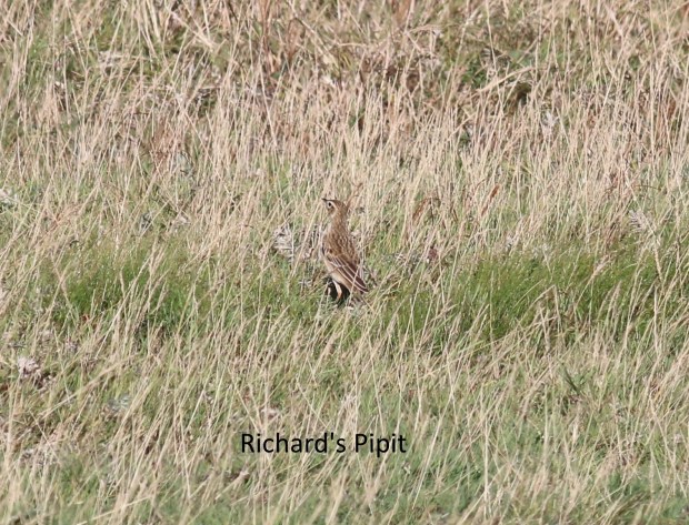 Richardspipit11102014