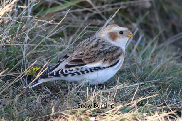 snow bunting