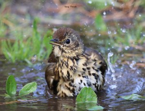 songthrush